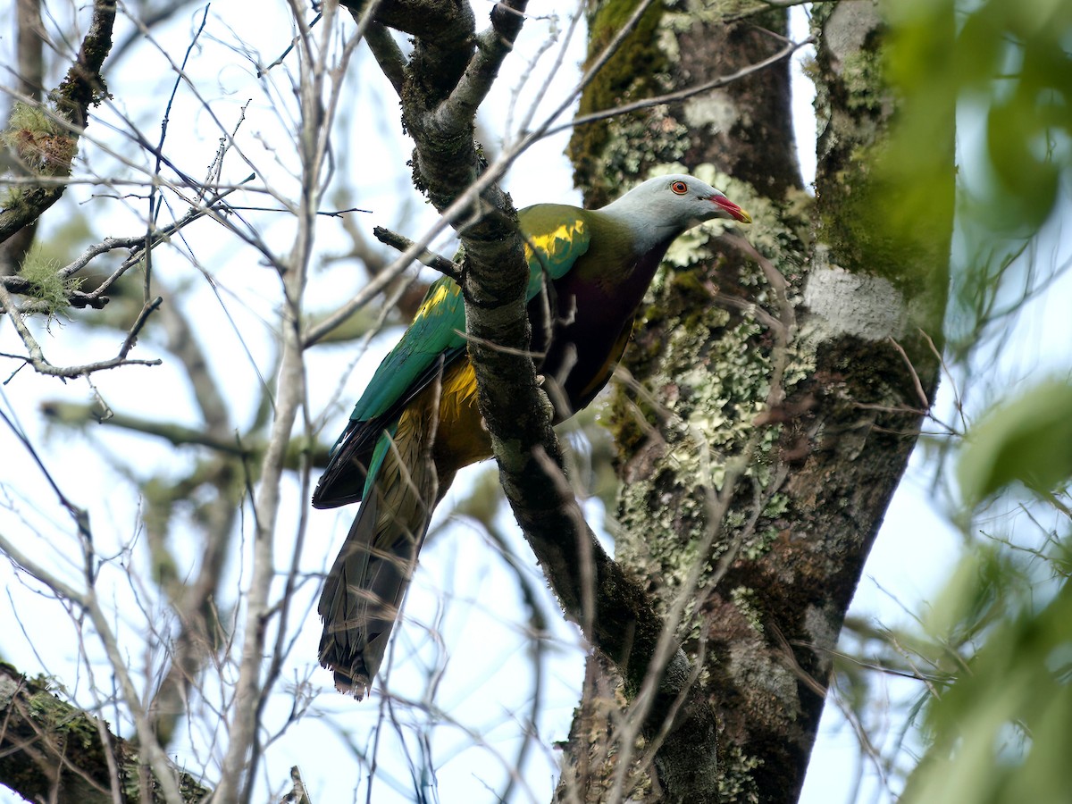 Tilopo Magnífico - ML647008822