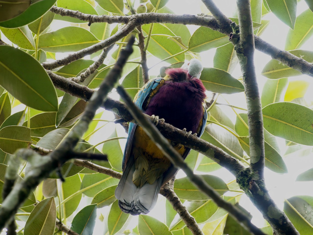 Tilopo Magnífico - ML647008823