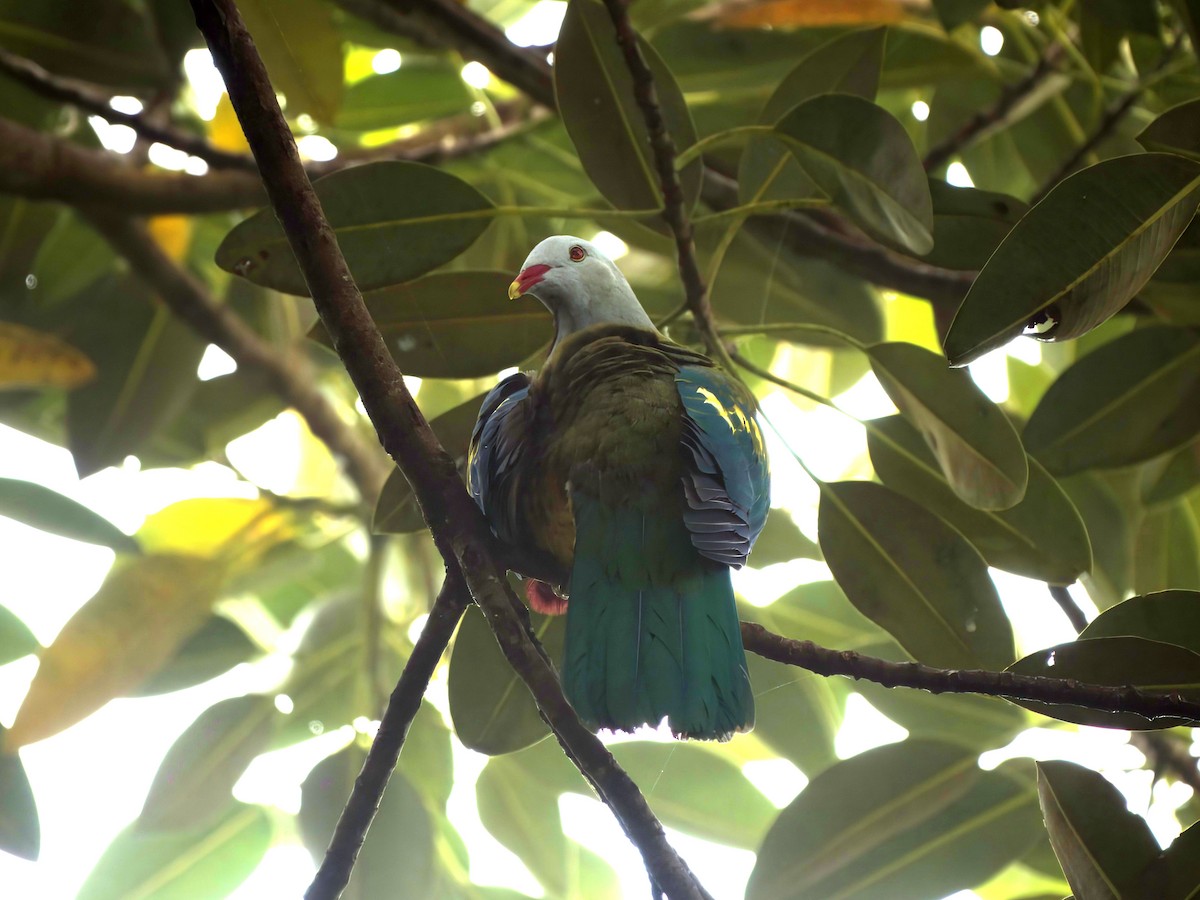 Tilopo Magnífico - ML647008824