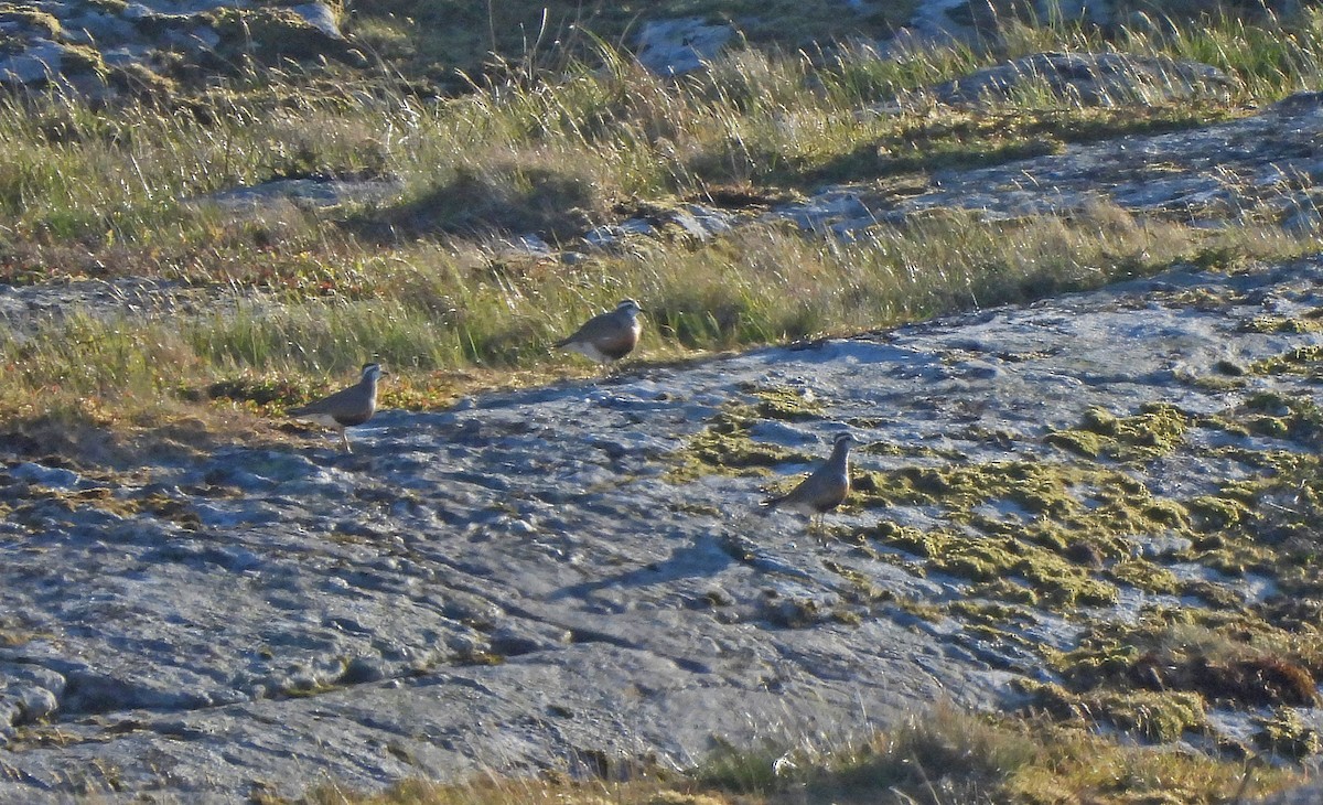 Eurasian Dotterel - ML647008827