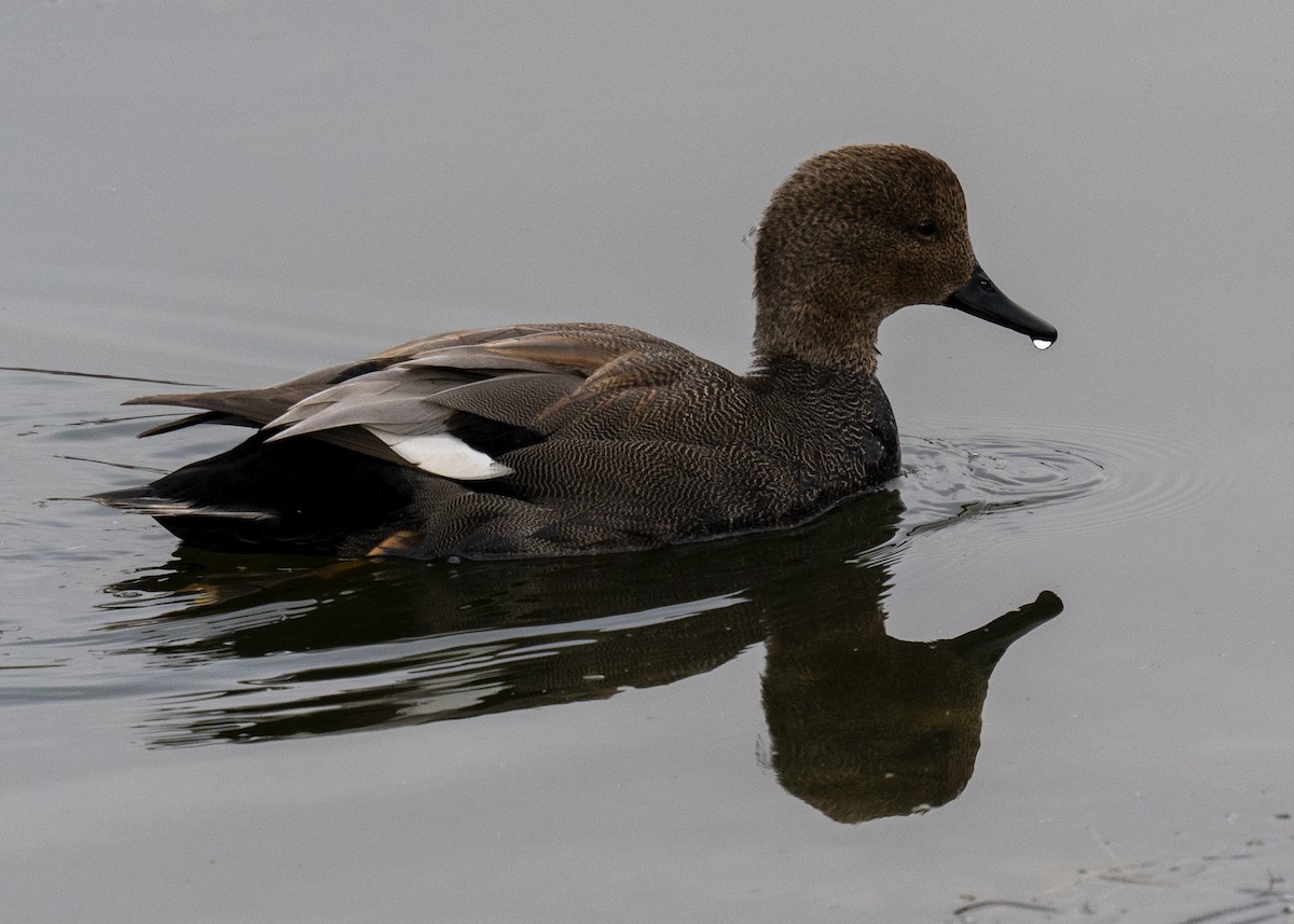 オカヨシガモ - ML647008834