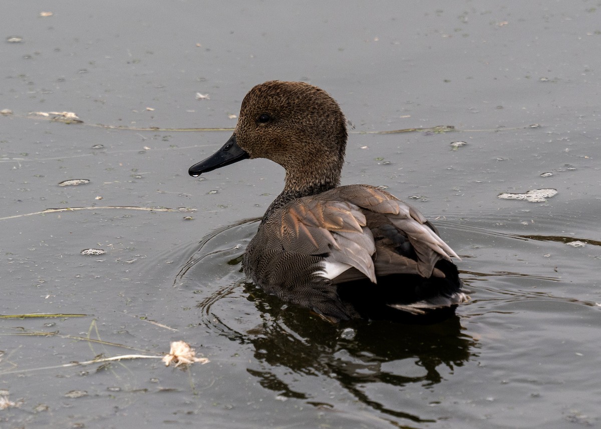 オカヨシガモ - ML647008835