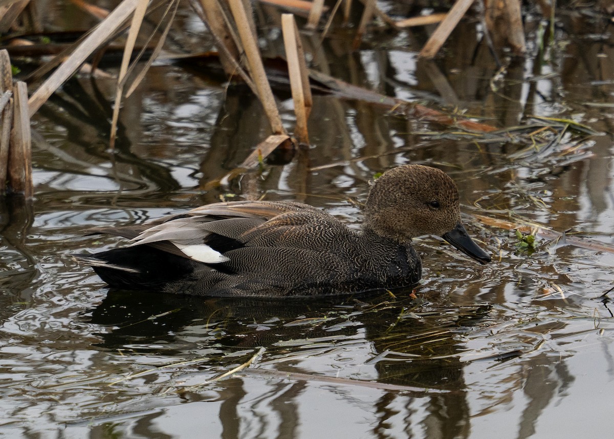 オカヨシガモ - ML647008838