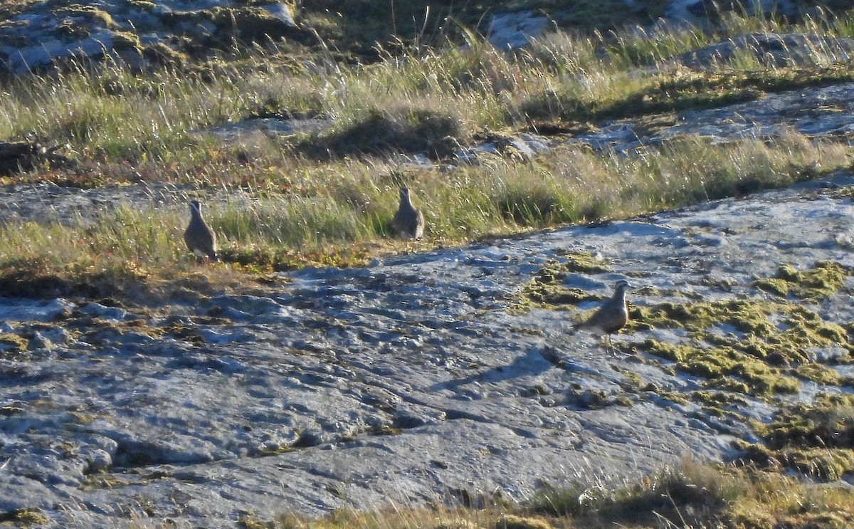 Eurasian Dotterel - ML647008839