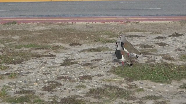 čejka jihoamerická - ML647008841