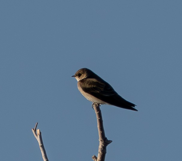 Northern Rough-winged Swallow - ML647008843