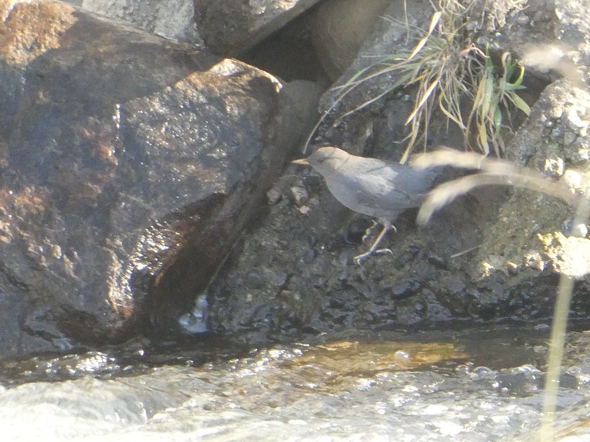 American Dipper - ML647008849