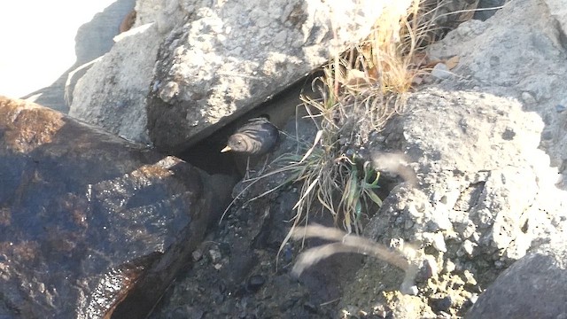 skorec šedý - ML647008850