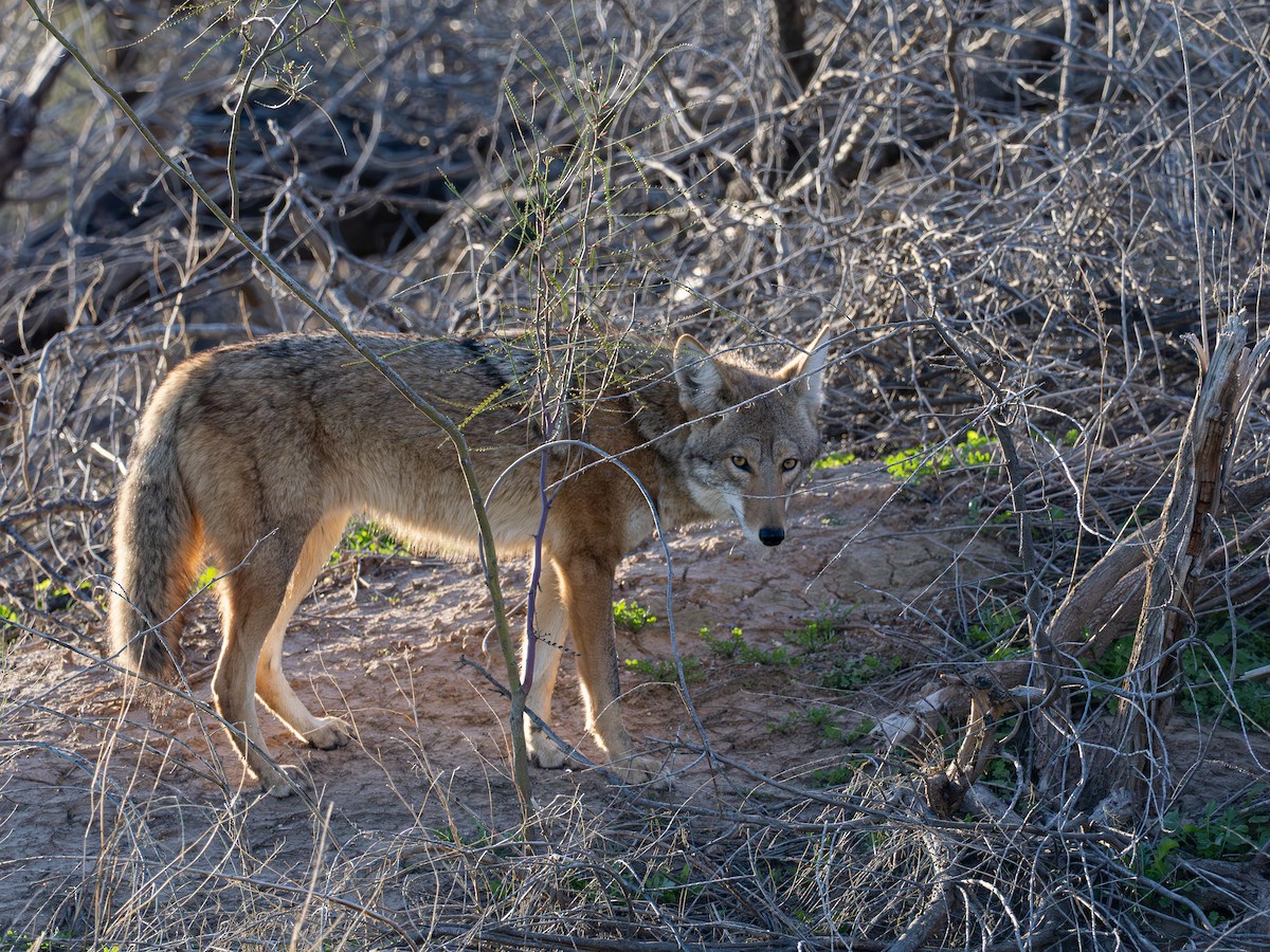 Coyote - ML647008859