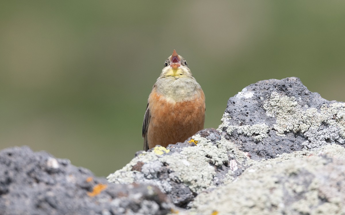 Bruant ortolan - ML647008867