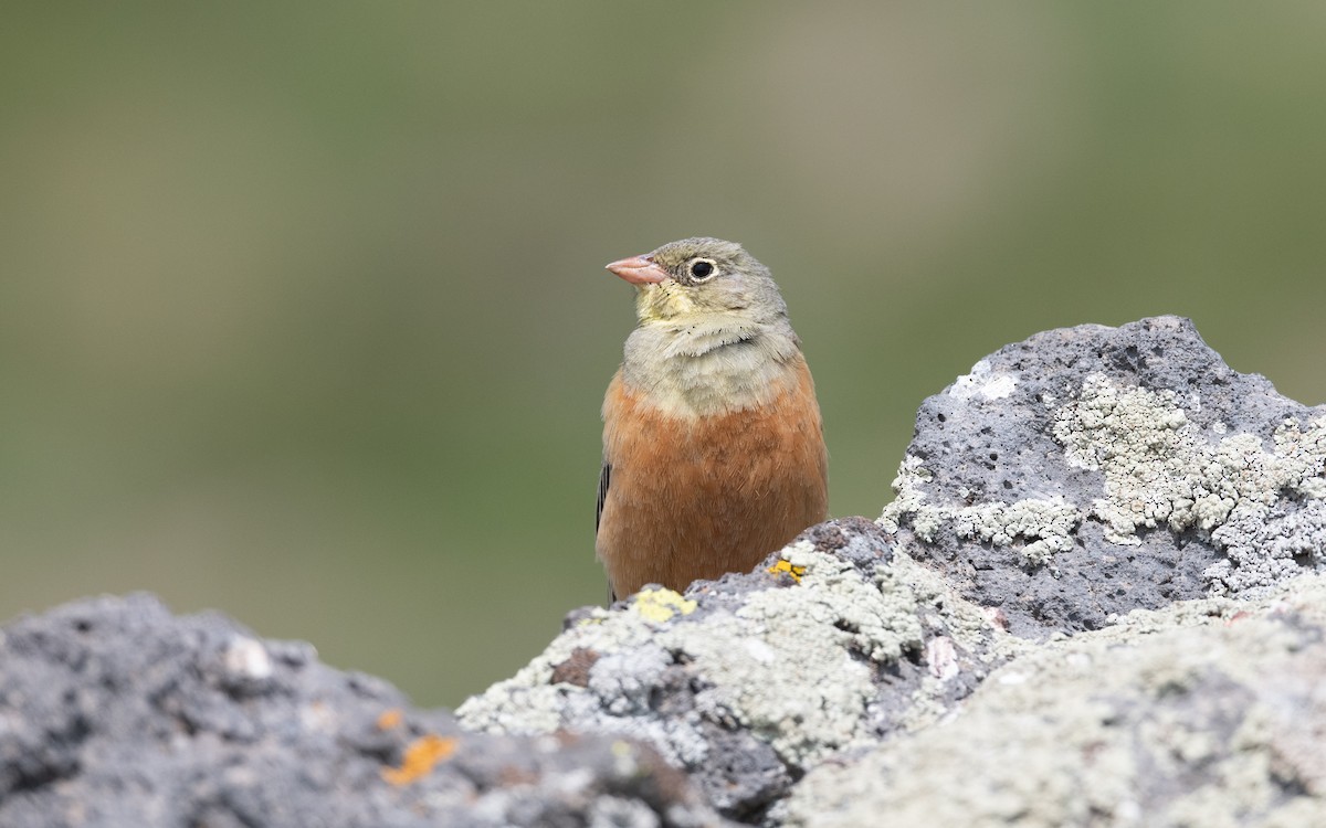 Bruant ortolan - ML647008868