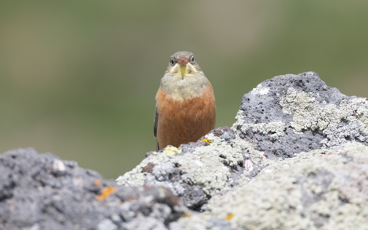 Bruant ortolan - ML647008869