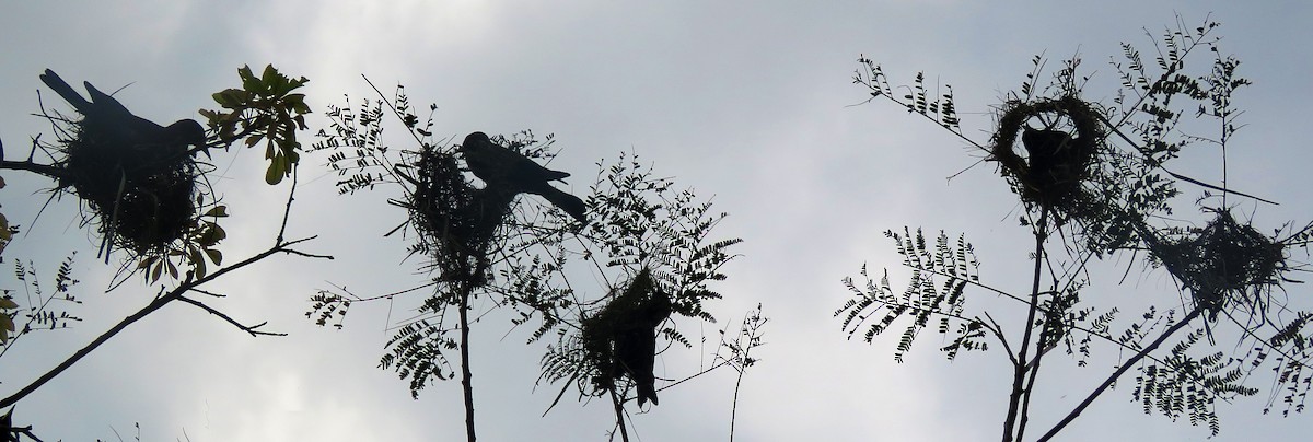 Red-rumped Cacique - ML647008882