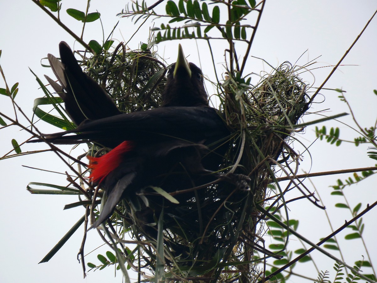 Red-rumped Cacique - ML647008883