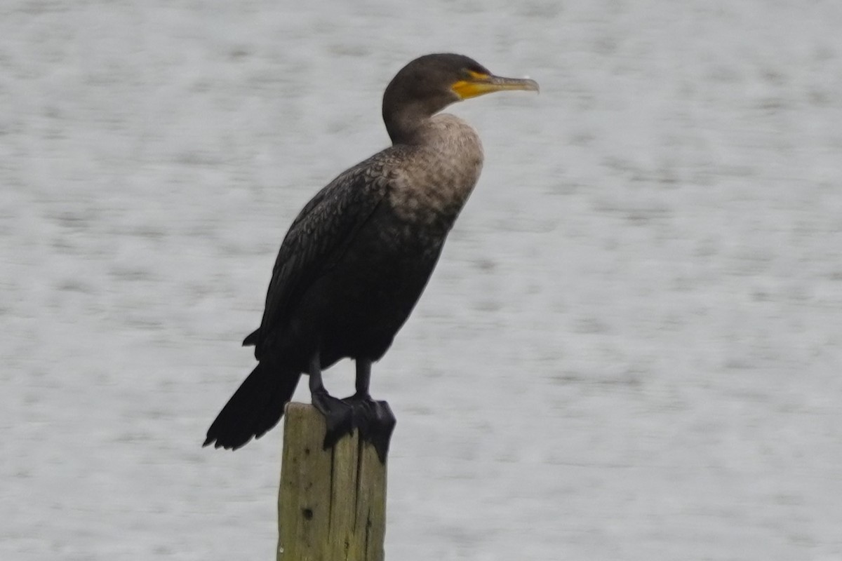 ミミヒメウ - ML647008885