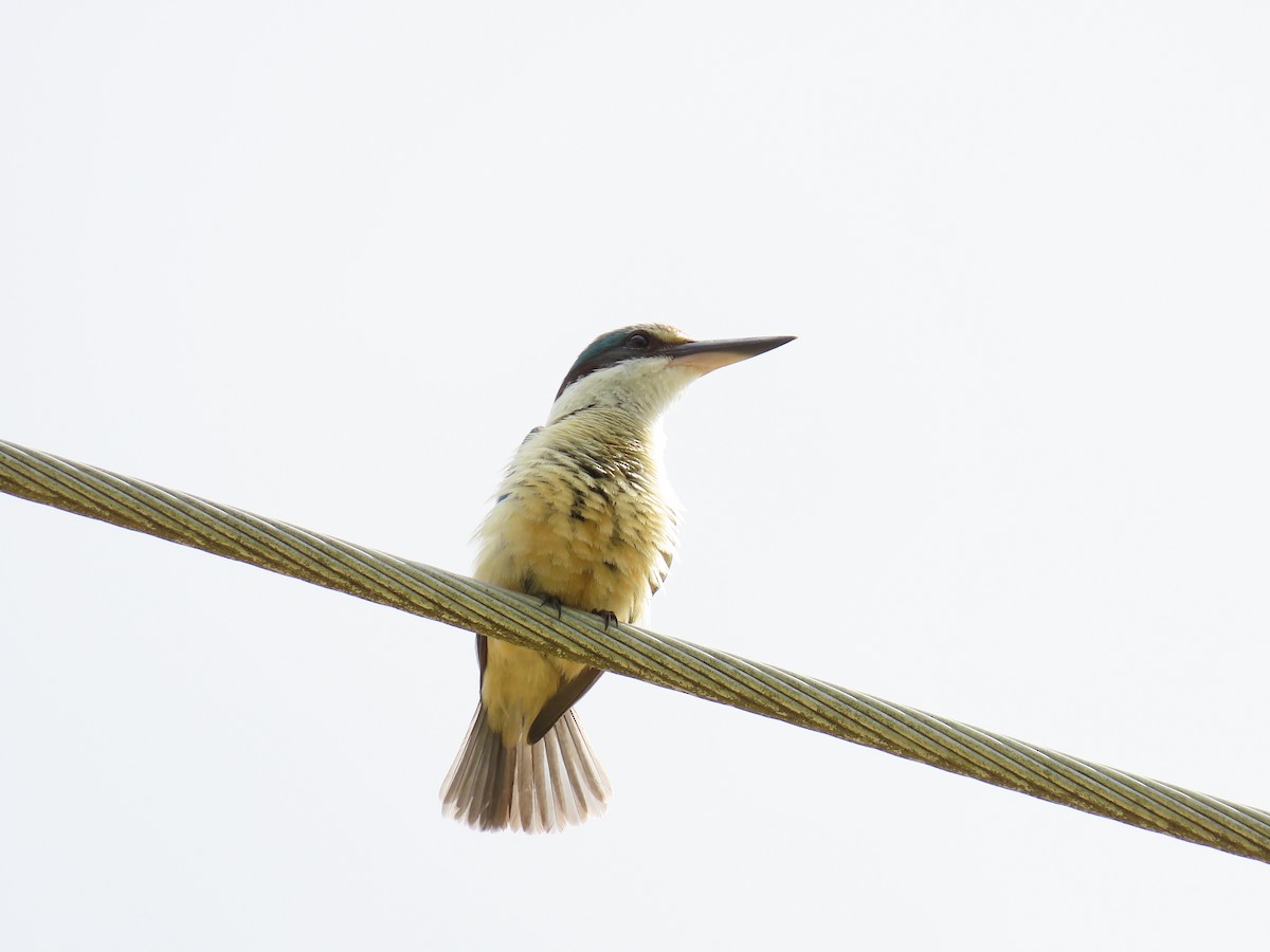 Götzenliest - ML647008886