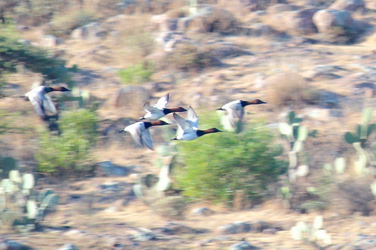 Murgilari bizkarzuria - ML647008897