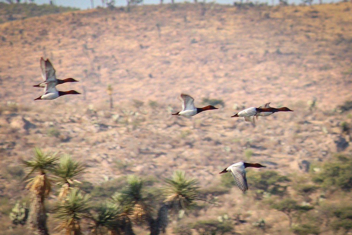 Murgilari bizkarzuria - ML647008898