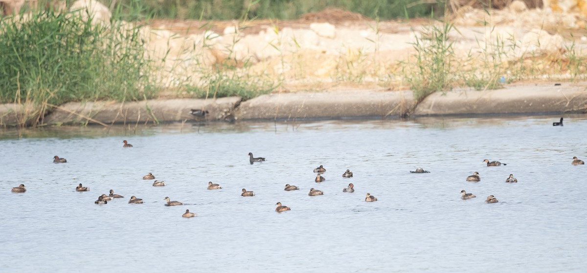 Little Grebe - ML647008900
