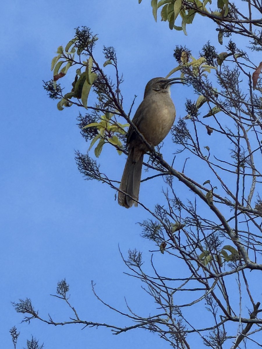 California Thrasher - ML647008901
