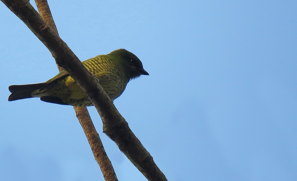 Swallow Tanager - ML647008902