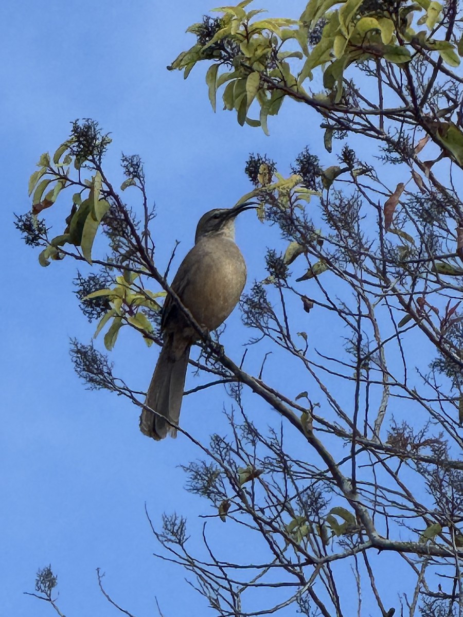 California Thrasher - ML647008903