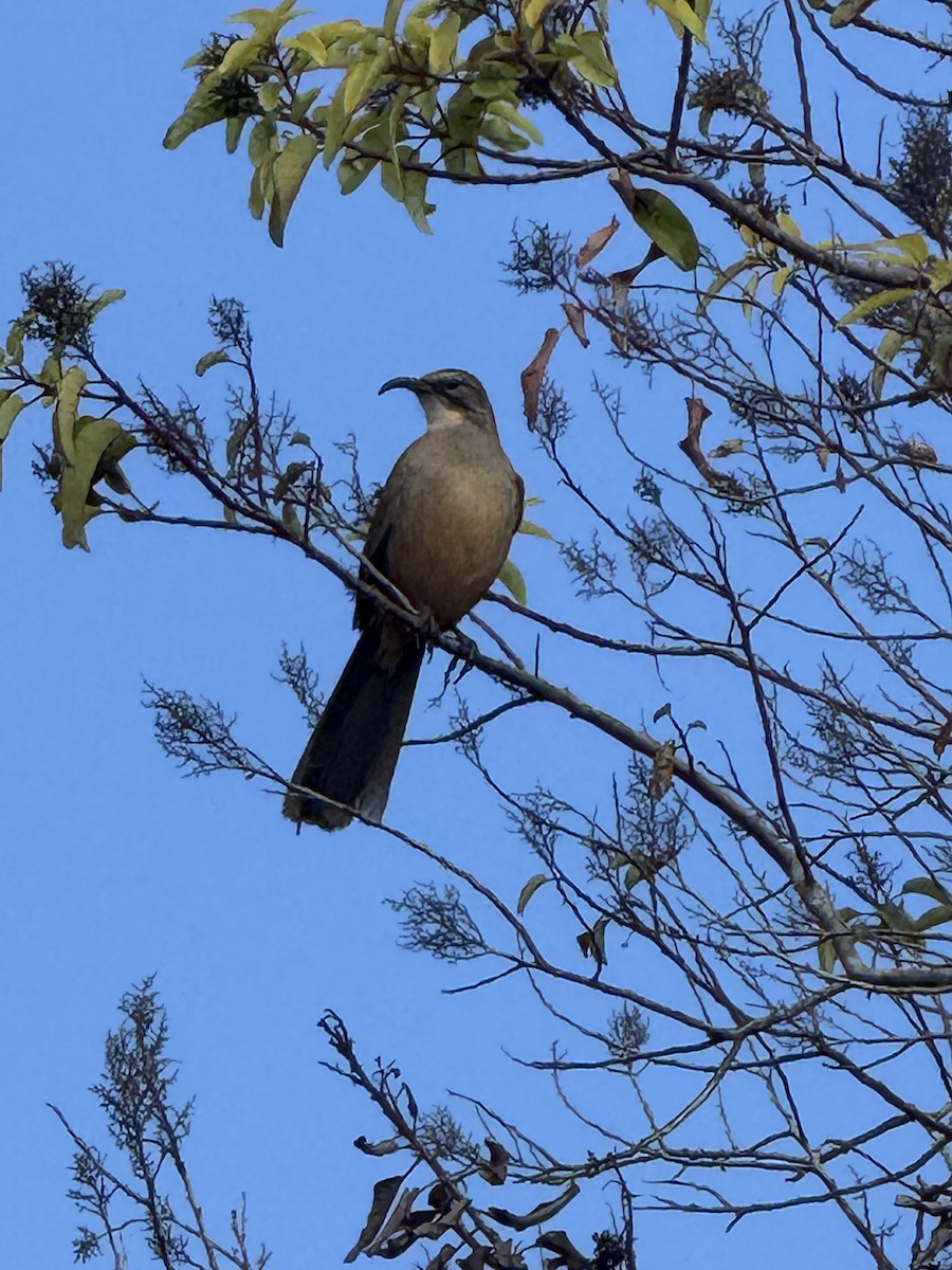 California Thrasher - ML647008904