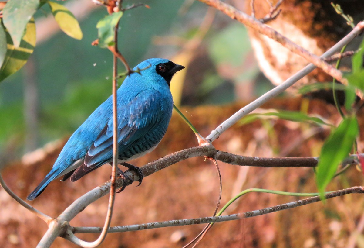 Swallow Tanager - ML647008905