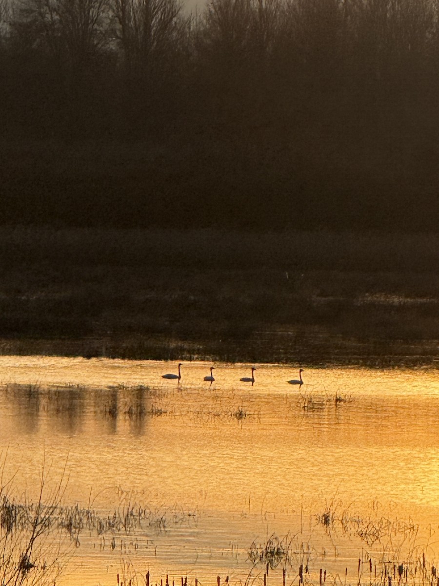 Tundra Swan - ML647008906