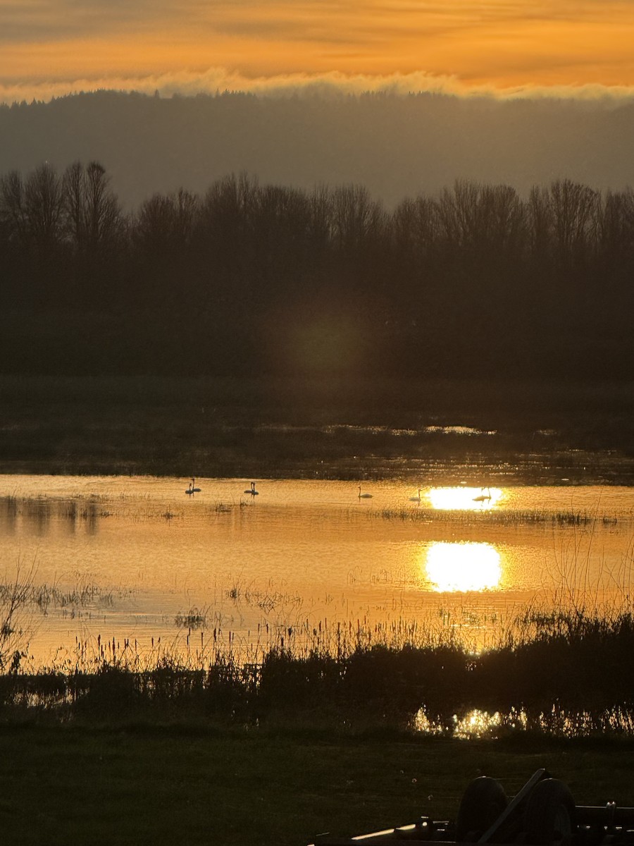 Tundra Swan - ML647008907