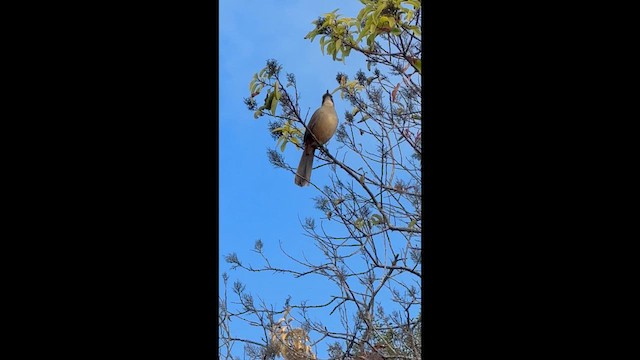 drozdec kalifornský - ML647008921