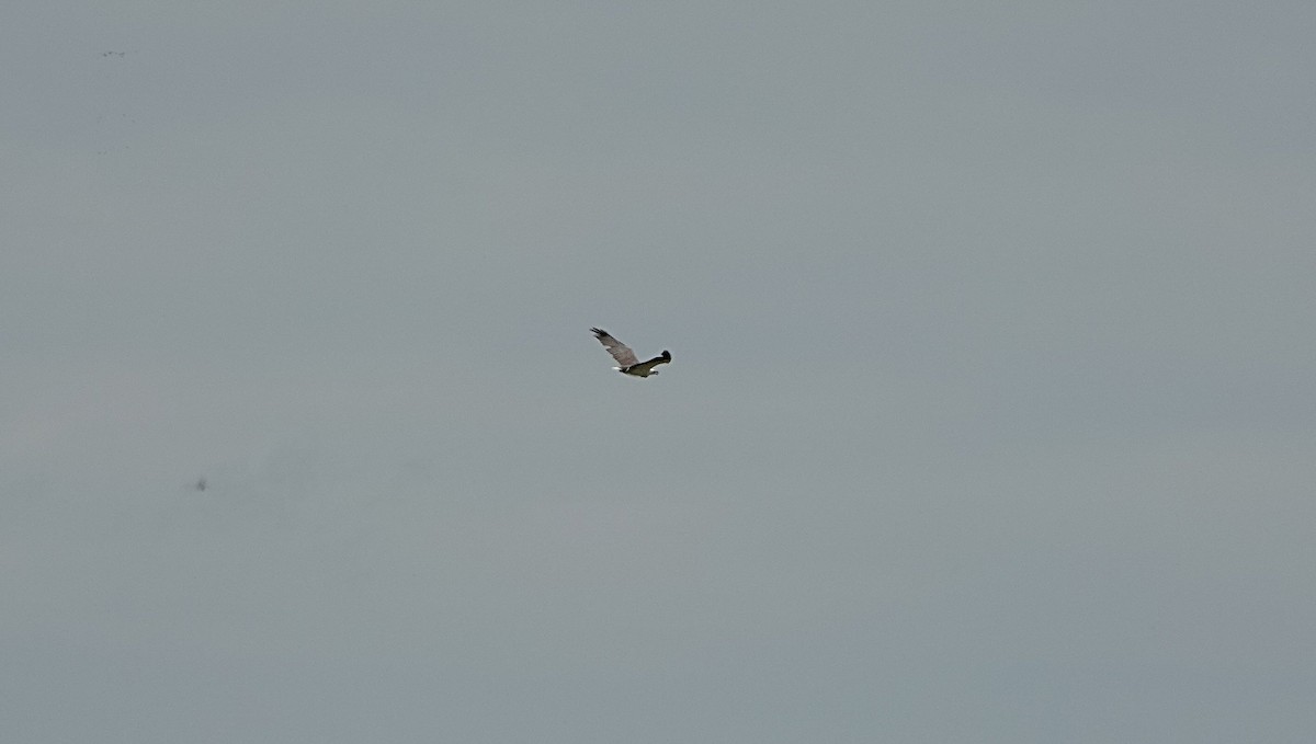 hvitbukhavørn - ML647008932