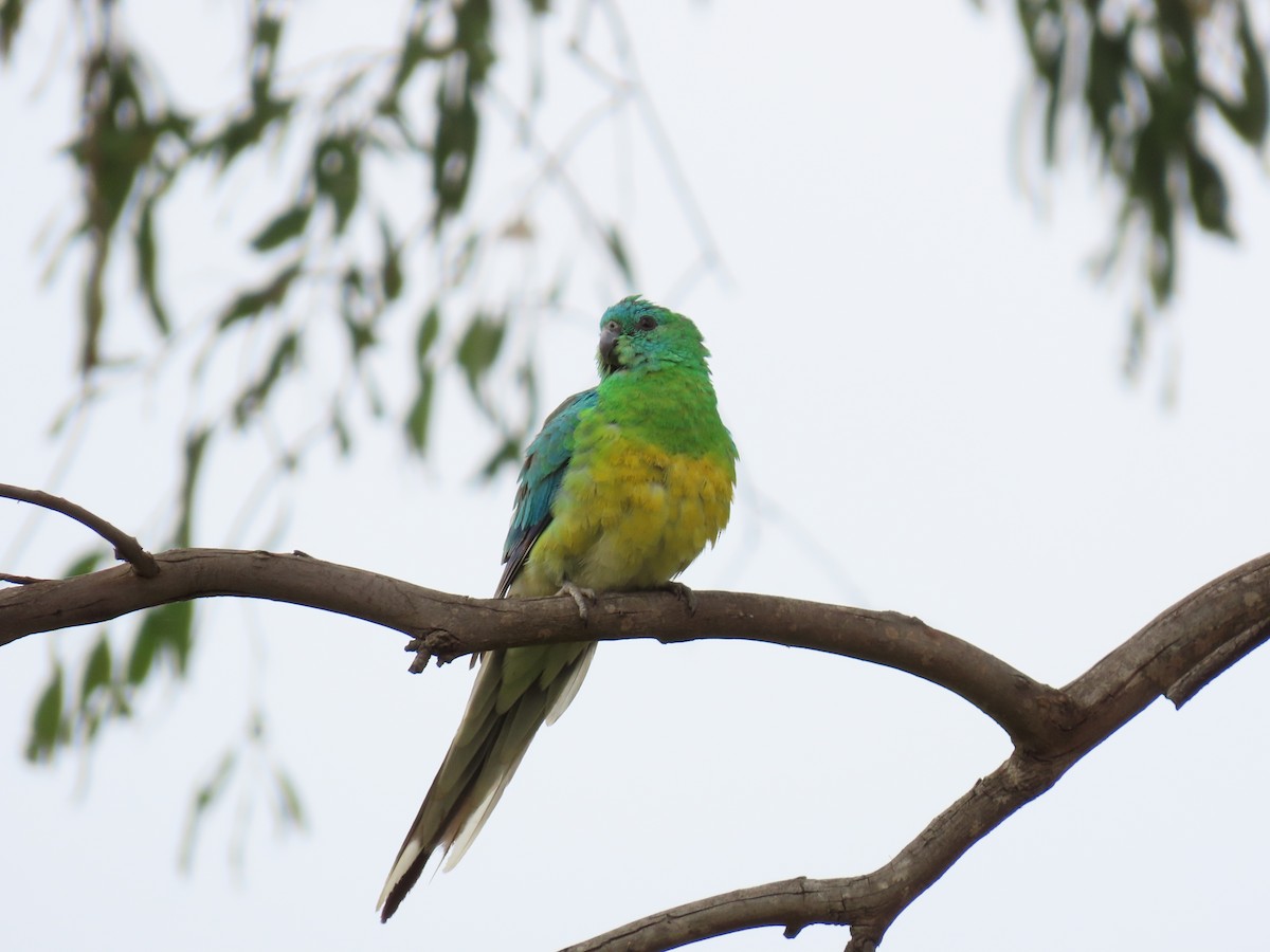 Singsittich - ML647008935