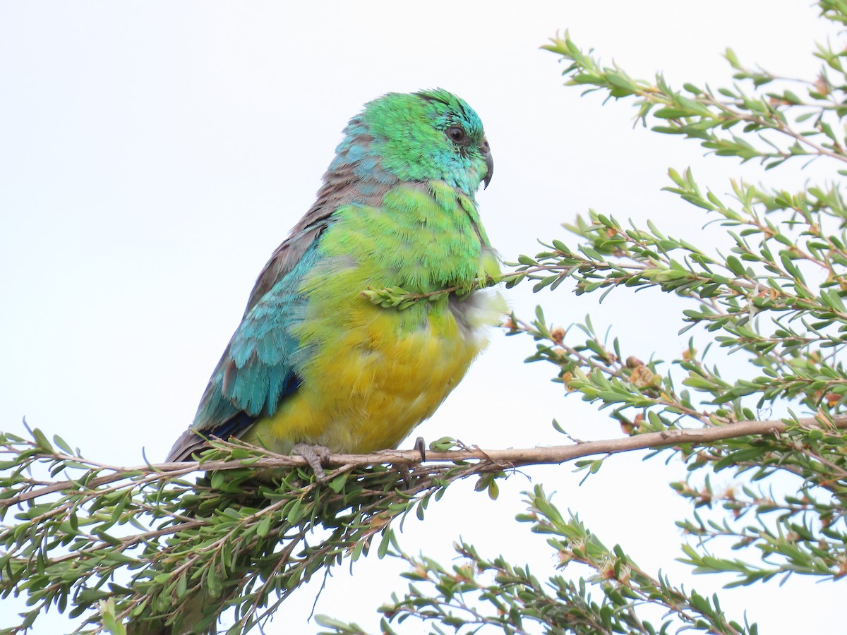 Singsittich - ML647008936