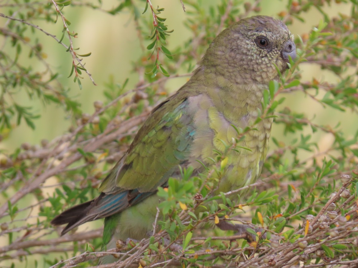 Singsittich - ML647008937