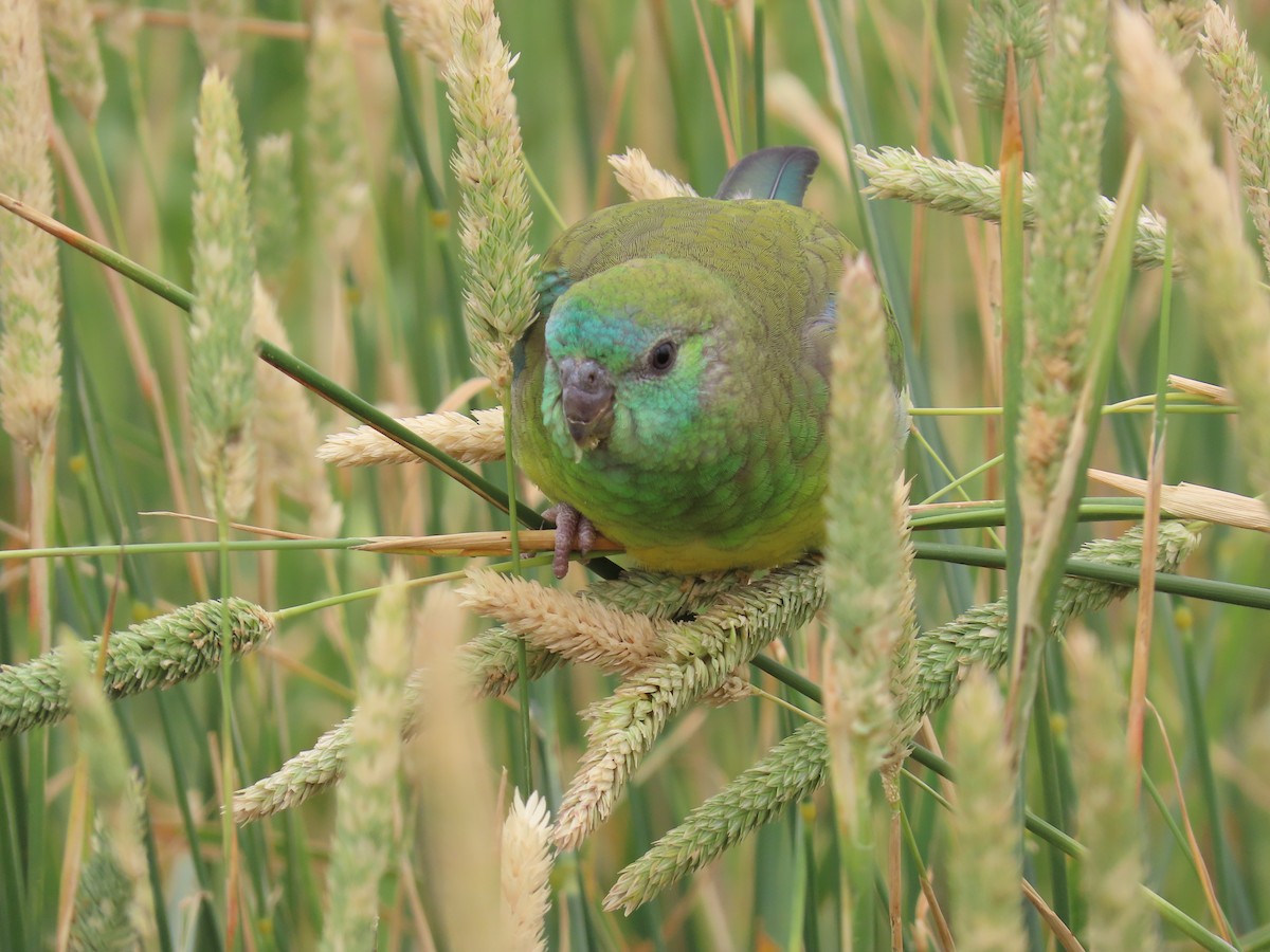 Singsittich - ML647008938