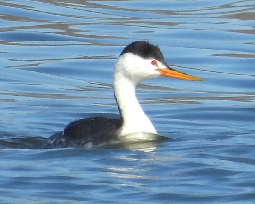 Clark's Grebe - ML647008943