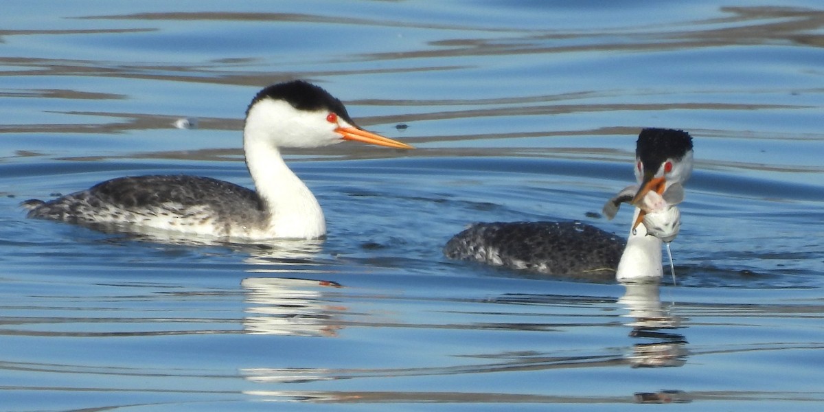 Clark's Grebe - ML647008946