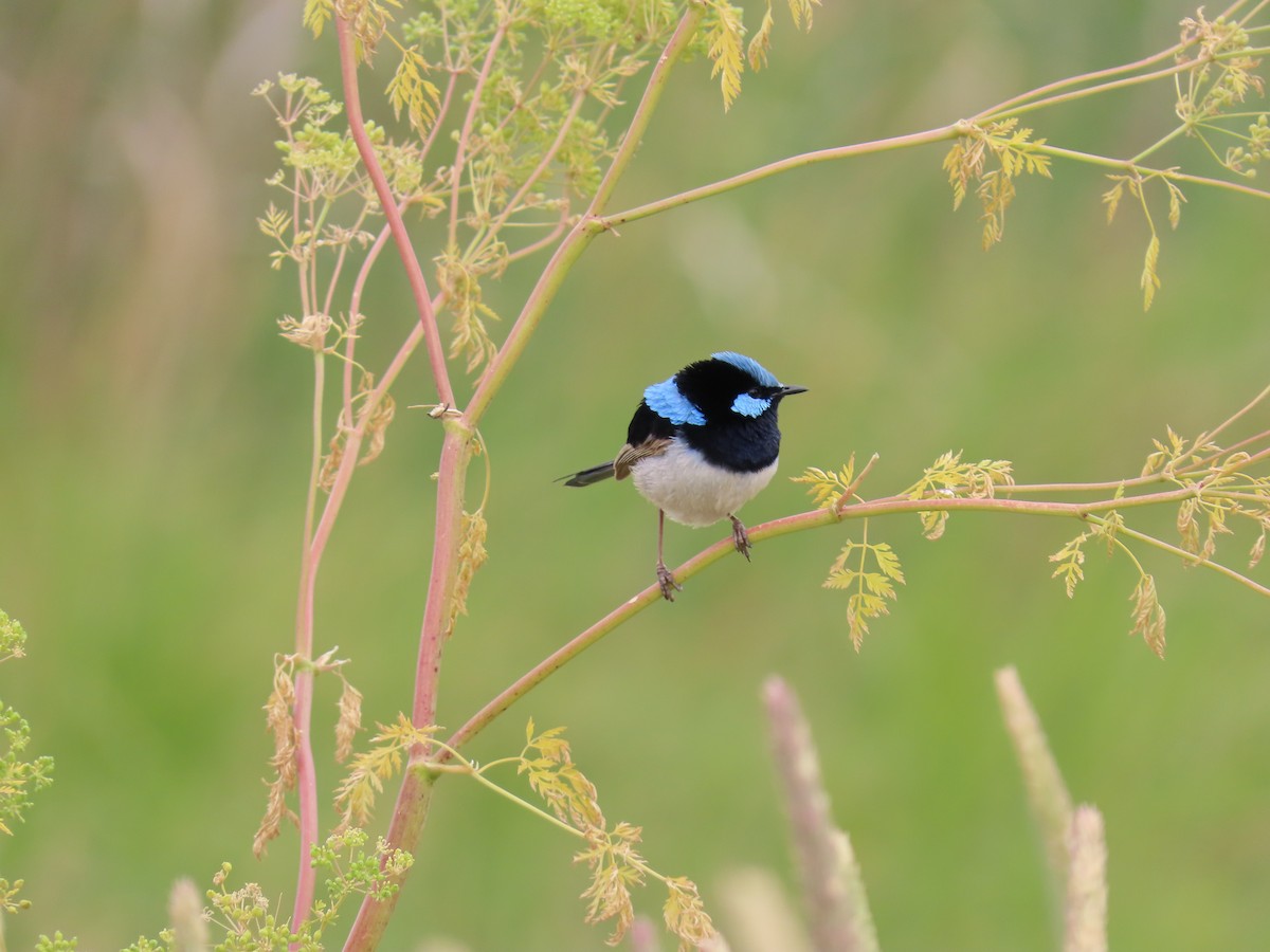 Prachtstaffelschwanz - ML647008957