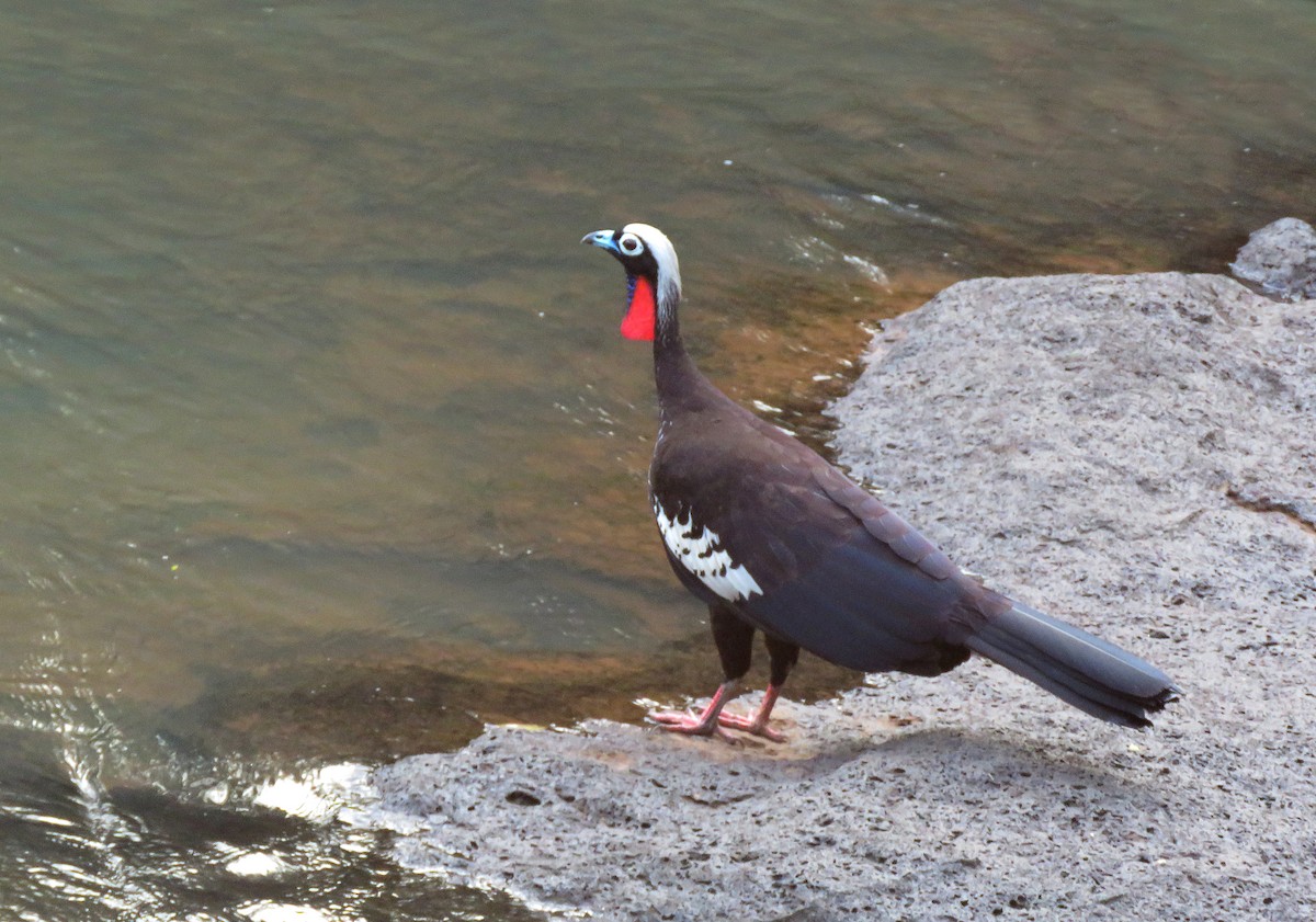 Schwarzmaskenguan - ML647008958