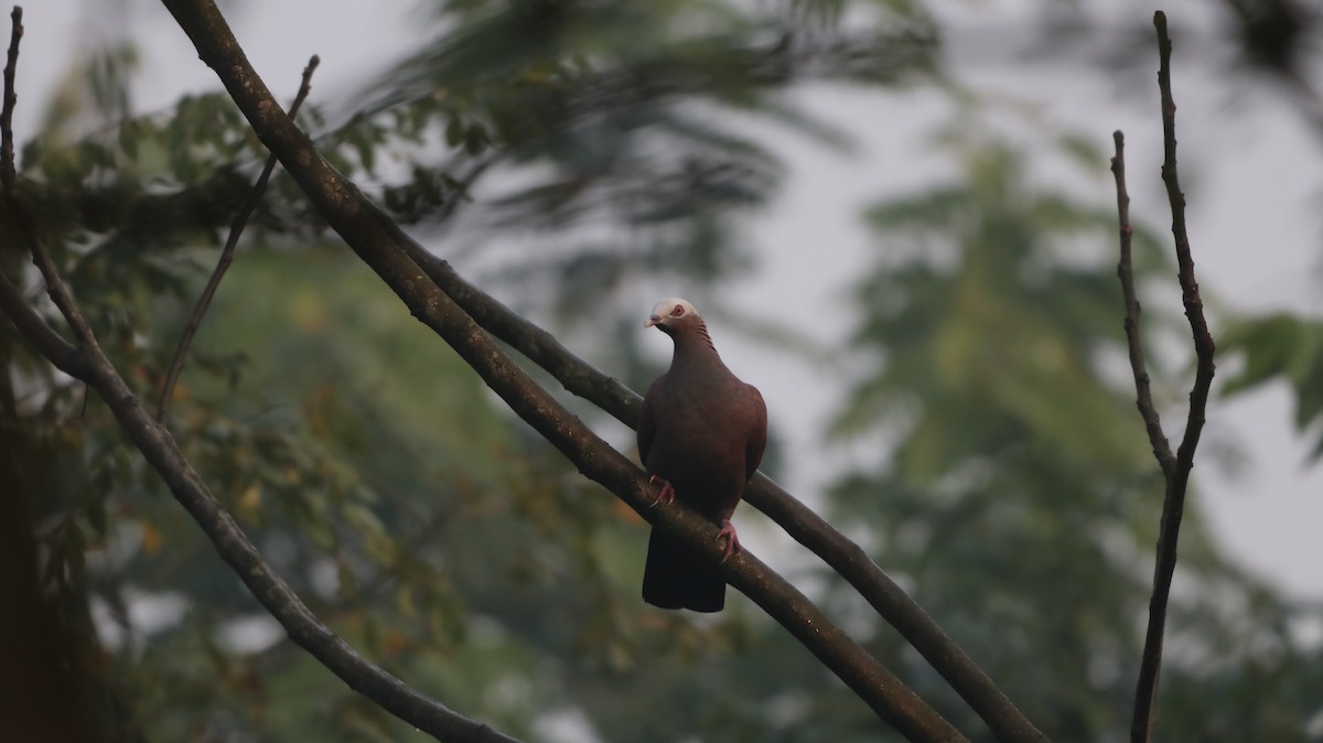 Pale-capped Pigeon - ML647008969