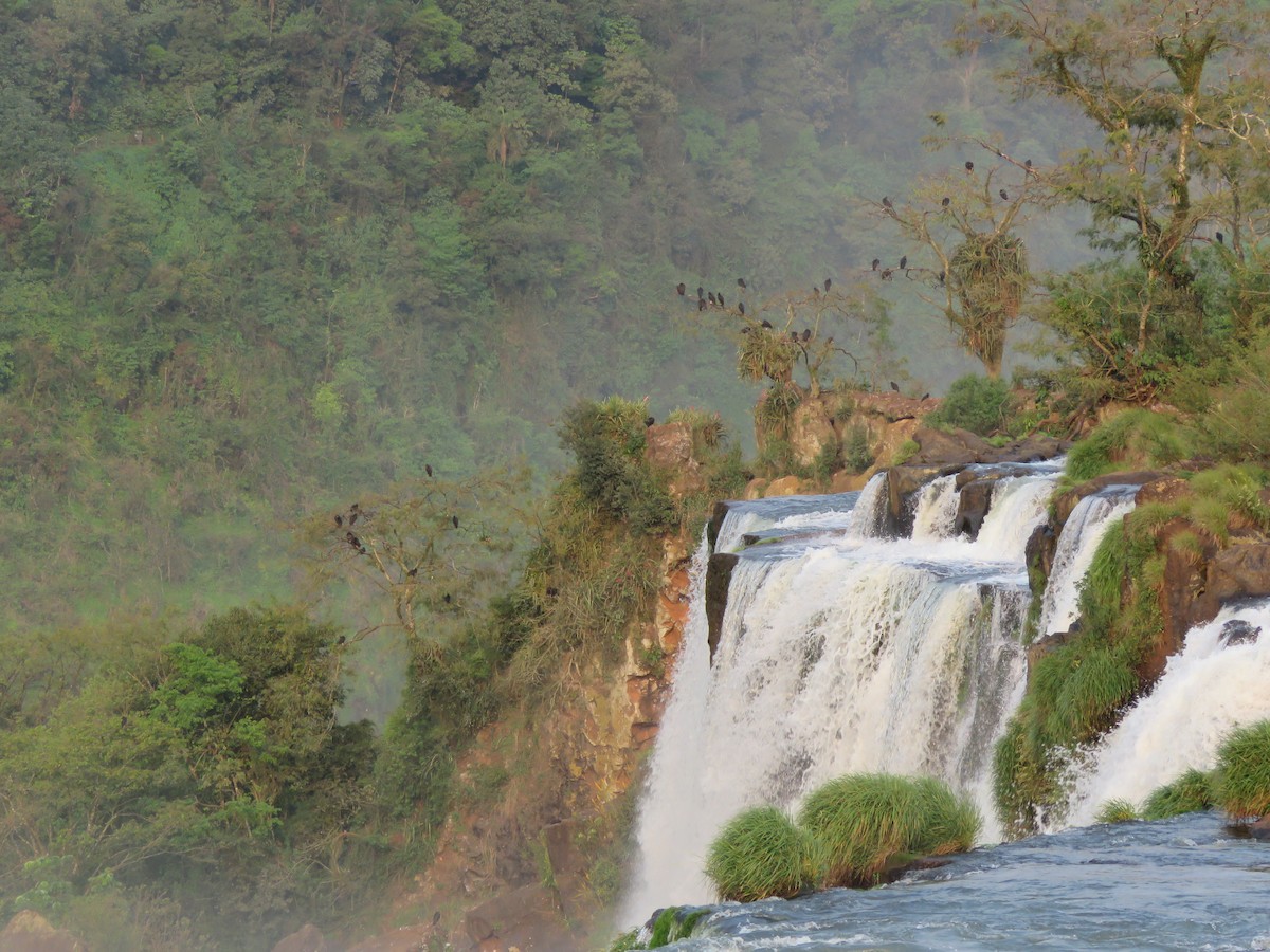 Чёрная катарта - ML647008976