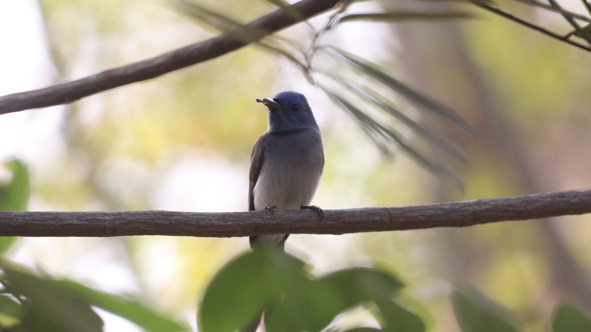 Black-naped Monarch - ML647008978