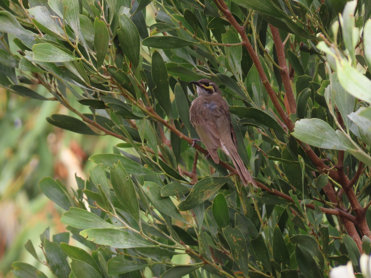 Dreistreifen-Honigfresser - ML647008979