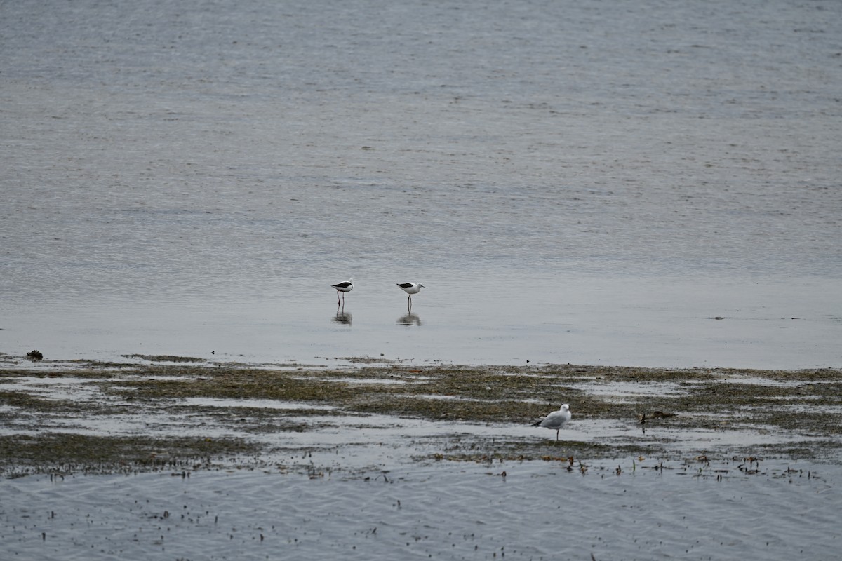 Banded Stilt - ML647008981