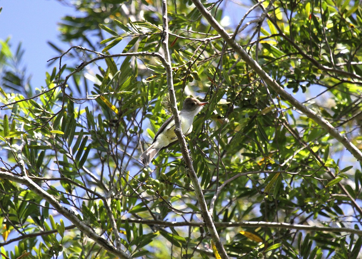 Swainson's Flycatcher - ML647008982