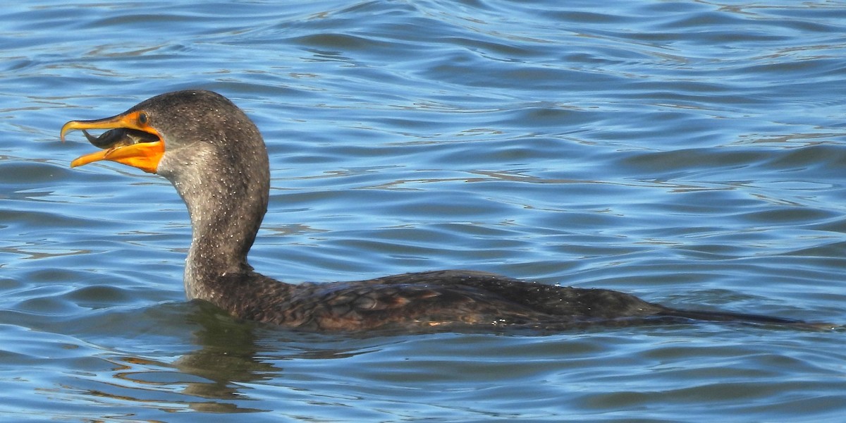 ミミヒメウ - ML647008985