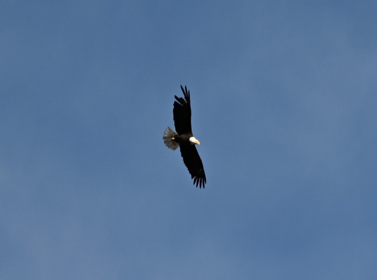 Bald Eagle - ML647008987