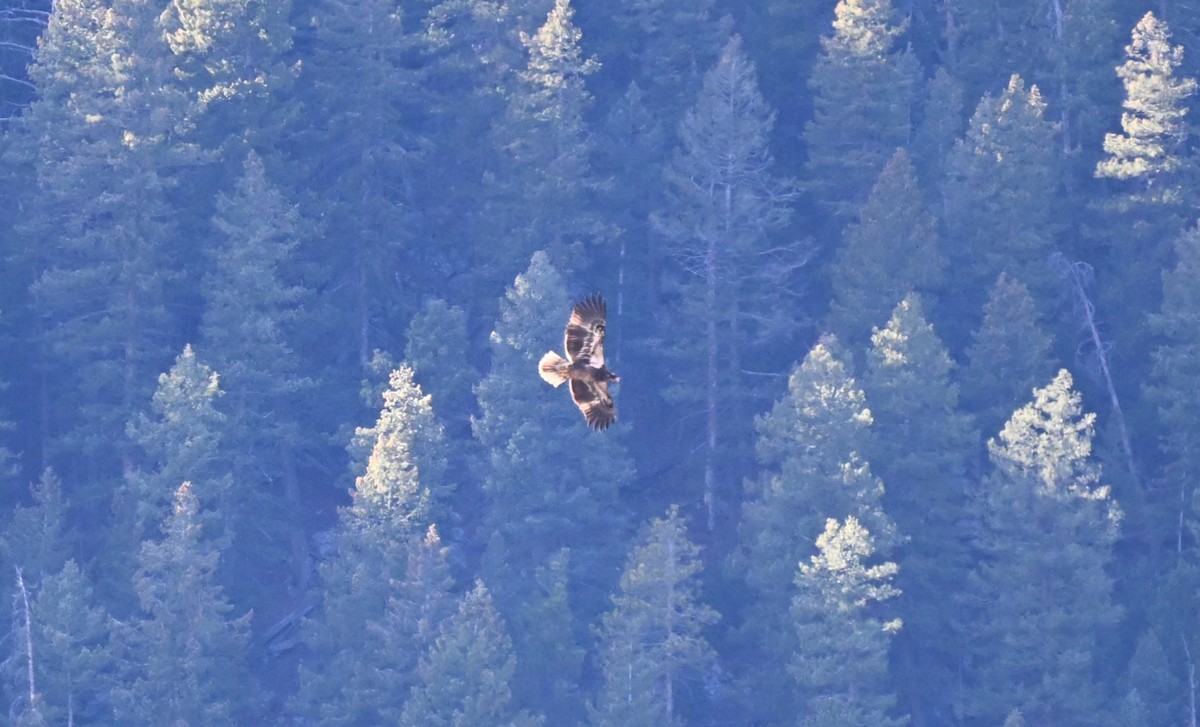 Bald Eagle - ML647008988