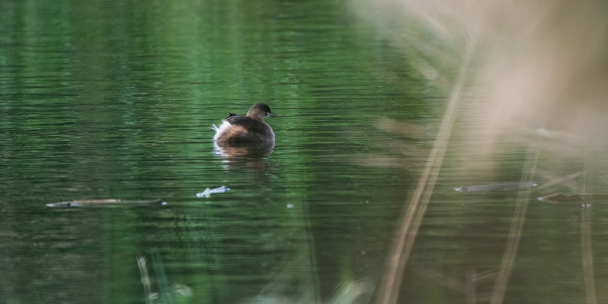 Little Grebe - ML647008989